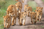 South African, the supreme getaway spot