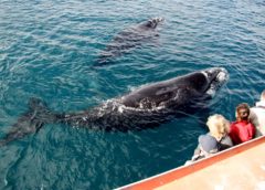 Which Whales Can You See in Sydney