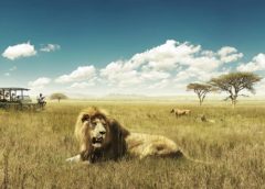 What to know before planning for South Africa safari